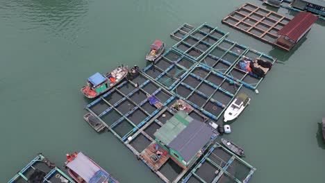 Luftaufnahme-Eines-Fischerdorfes-Mit-Bunten-Bauernnetzen-In-Cat-Ba-Und-Der-Halong-Bucht-Im-Norden-Vietnams