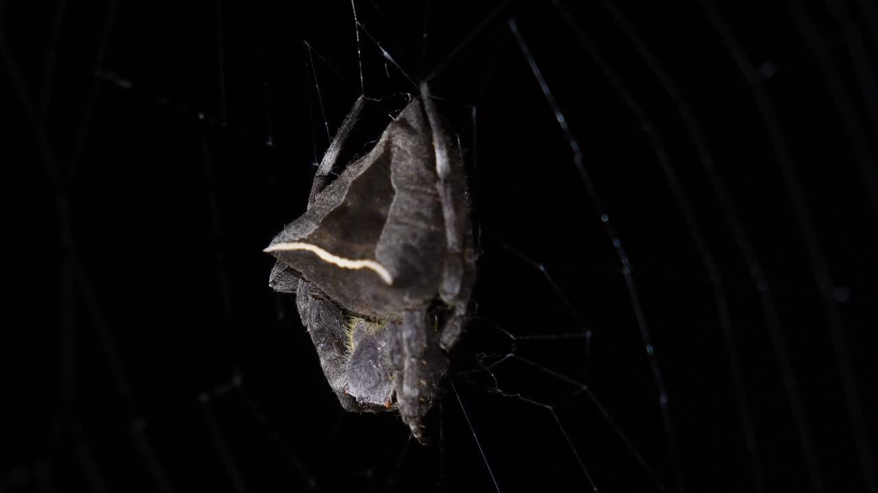 на своей паутине, движущейся по ветру