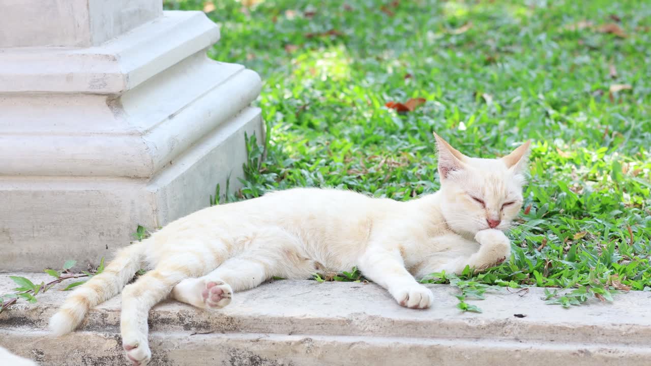 A cat lounges and grooms on a sunny patch of grass.