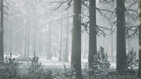 sunset or sunrise in the winter pine forest covered with a snow