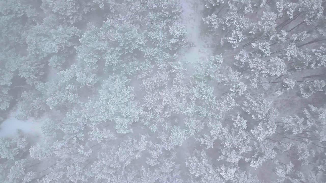bellissime riprese aeree di alberi coperti di neve, neve leggera che cade, foresta di pini del bosco nordico, costa del mar baltico, ampio carrello drone a volo d'uccello girato a destra