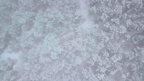 beautiful aerial footage of trees covered with snow, light snow falling, nordic woodland pine tree forest, baltic sea coast, wide birdseye drone dolly shot moving right