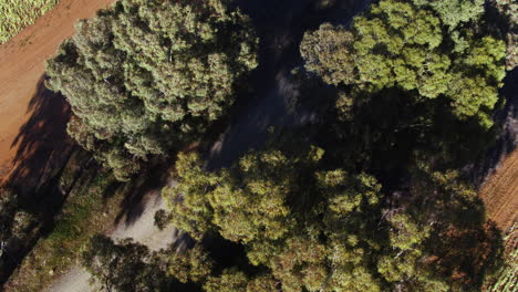 Aerial-of-large-group-of-cyclist-racing-along-dirt-road-in-rural-Australia