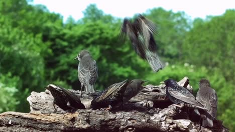 Common-starlings-feeding-their-young-at-bird-table-with-countryside-background