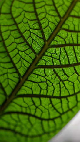 close-up of a leaf