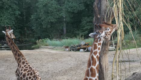 Pair-Of-Giraffes-At-Zoo-Enclosure-At-Amersfoort-With-One-Chewing-On-Branches