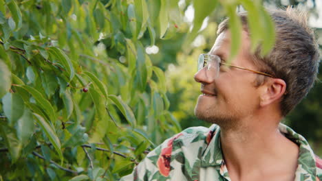 man picking fruit from a tree