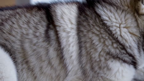 close-up of husky fur