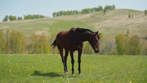 Dark-brown-horse-shakes-head-to-drive-away-flies-at-highland