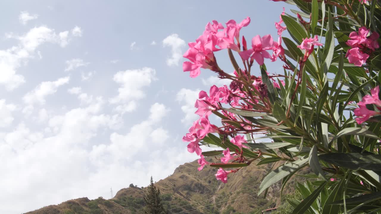 la cámara se acerca a las flores rosadas con una montaña y nubes detrás