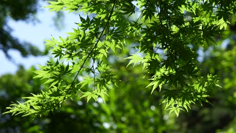 Impresionante-Primer-Plano-De-Un-Vibrante-árbol-De-Hoja-De-Arce-Verde-Ondeando-Lentamente-En-El-Viento