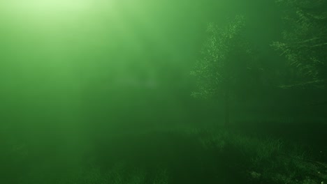 magical forest with sparkles