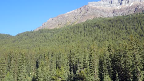 landscape view of the pine tree forest with rockie mountain range in early morning daytime in summer- banff national park, alberta, canada with clear blue sky