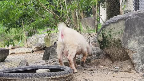 white goat in a zoo enclosure