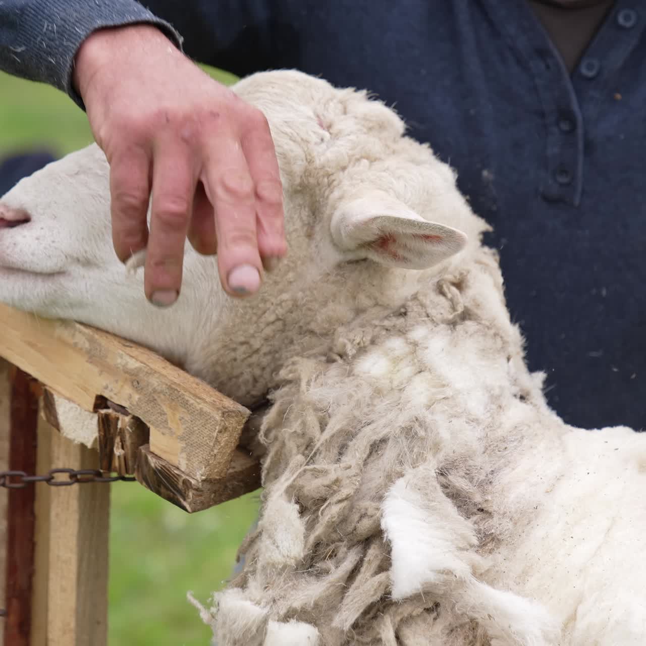 Shot of shearing sheep on farm. Close up shot of shearing sheep with blade shears