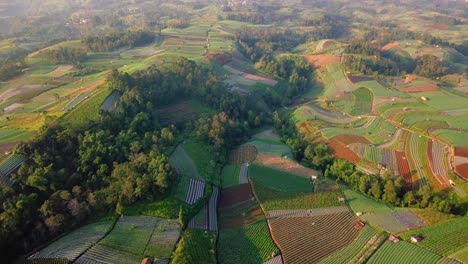 aerial view showing vegetable plantation growing on hills of mount sumbing during sunlight