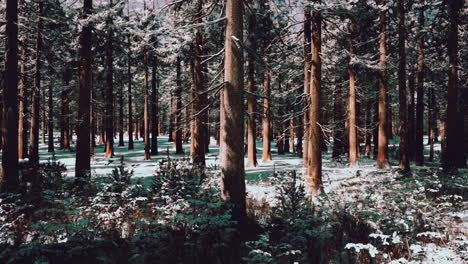 Puesta-De-Sol-O-Amanecer-En-El-Bosque-De-Pinos-De-Invierno-Cubierto-De-Nieve