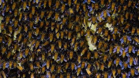 Es-Ist-Bekannt,-Dass-Riesige-Honigbienen-Große-Nestkolonien-Mit-Symmetrischen-Taschen-Aus-Wachs-Bauen,-In-Denen-Sie-Honig-Als-Nahrungsquelle-Speichern-Können