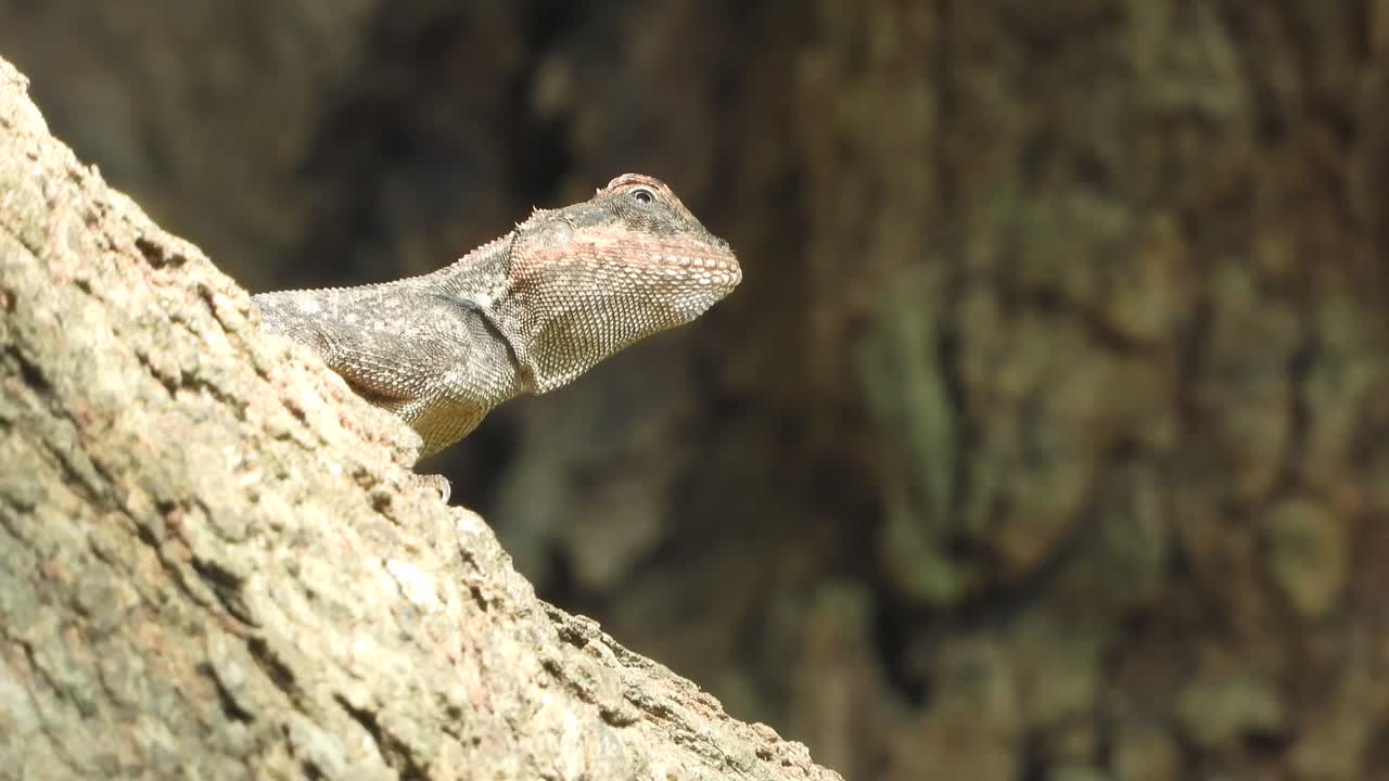 lagarto en el árbol esperando comida