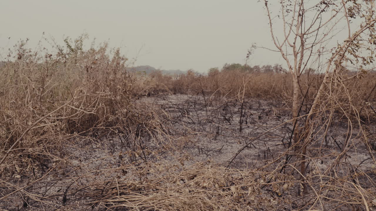 Arid and devastated landscape, with burned plants and dry vegetation. Severity of climate change and its effects on the environment. consequences of forest fires and lack of water in the ecosystem.