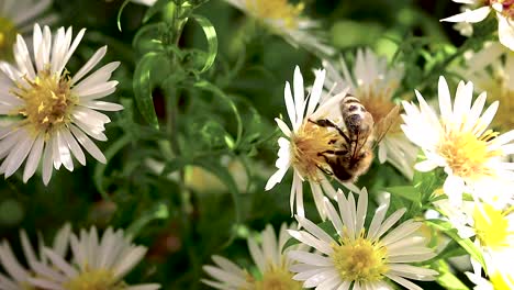 Biene-Auf-Blumen-Sammeln-Pollen-Makro-Nahaufnahme-7