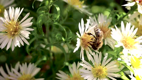 Abeja-En-Flores-Recogiendo-Polen-Macro-Closeup-7