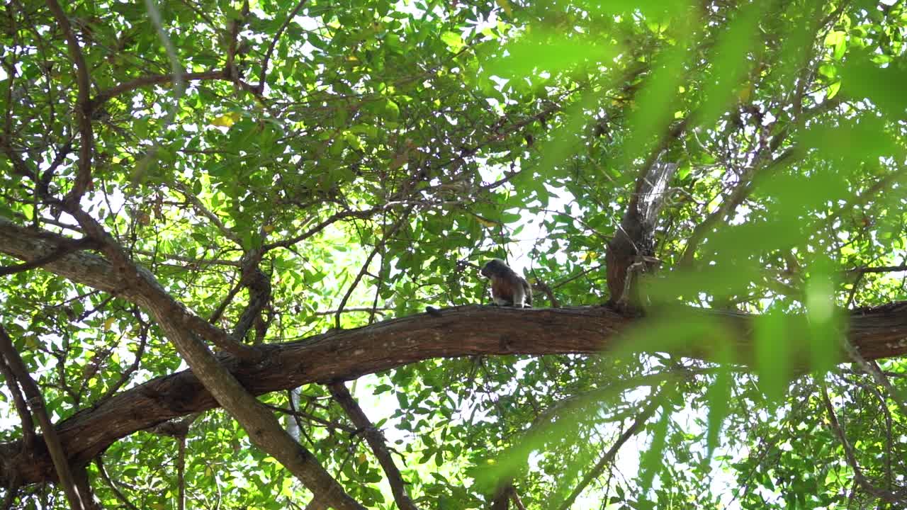 Cute little adult ape sits peacefully on large tree branch, bokeh from leafs