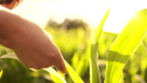 Farmer-agronomist-with-tablet-computer-in-bare-empty-field-in-sunset-serious-confident-man-using-modern-technology-in-agricultural-production-planning-and-preparation