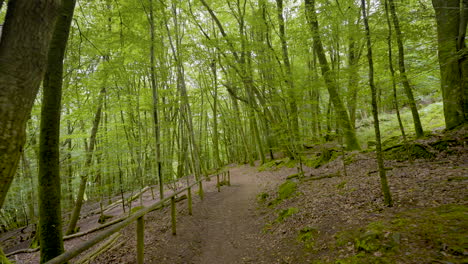 camino del bosque a través de bosques verdes y exuberantes