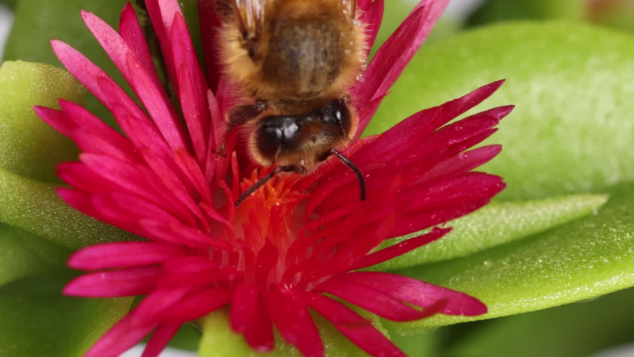 A honeybee gathers nectar from a vivid pink flower, captured in detailed macro photography with bright, natural lighting