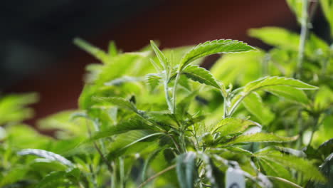 primer plano de las plantas de marihuana que crecen bajo luces artificiales en una operación de cultivo a gran escala