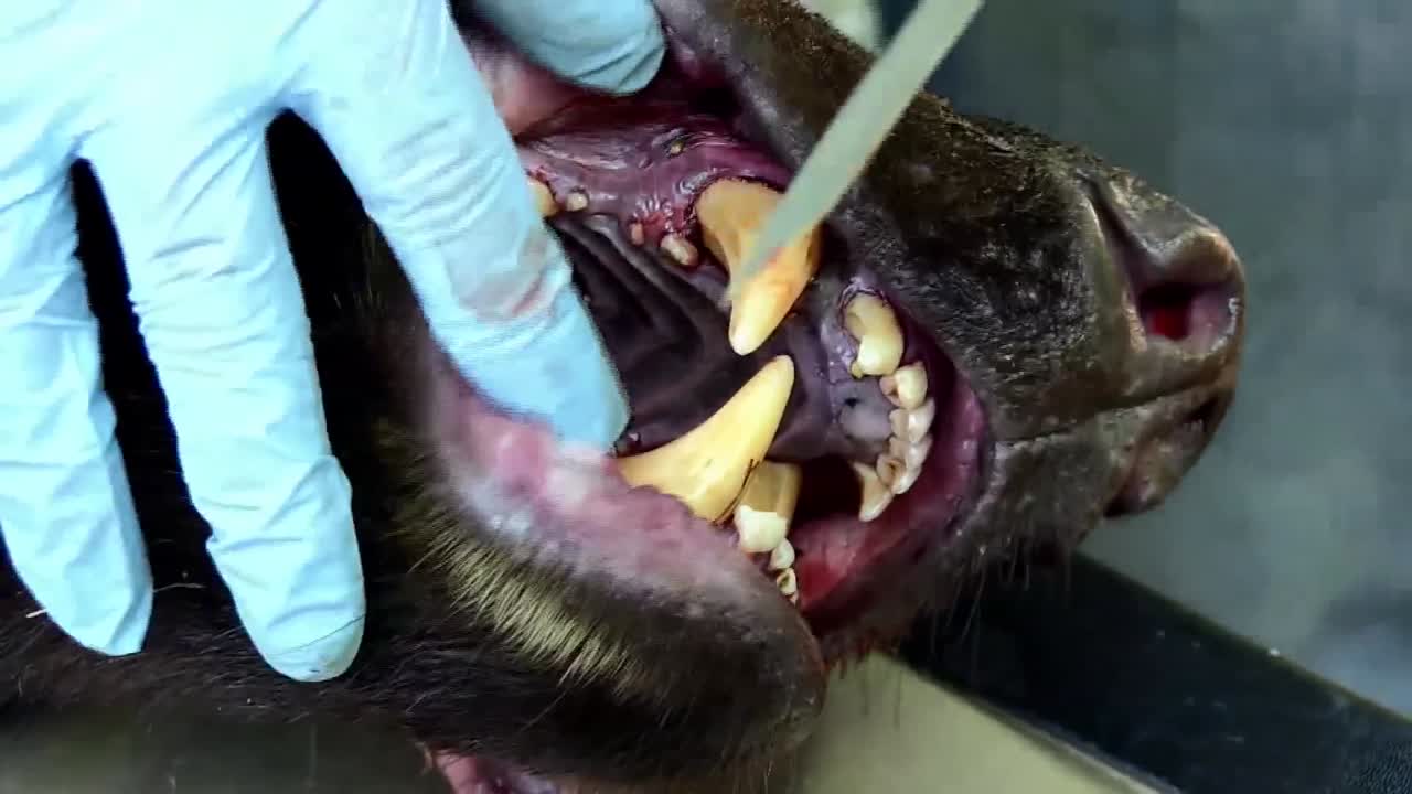 un oso sedado se prepara para que le extraigan un diente