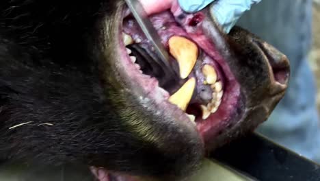 a sedated bear prepares to have a tooth removed