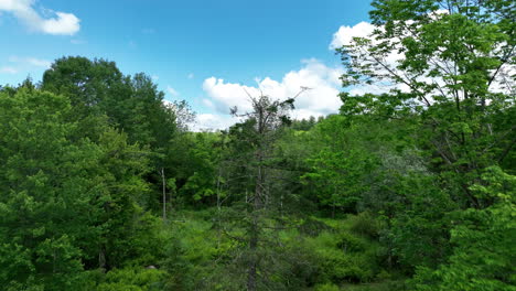 forest and mountain valley in eastern ny