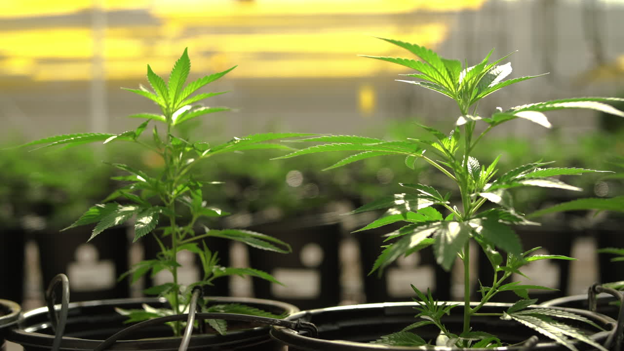 planta joven de cannabis en invernadero