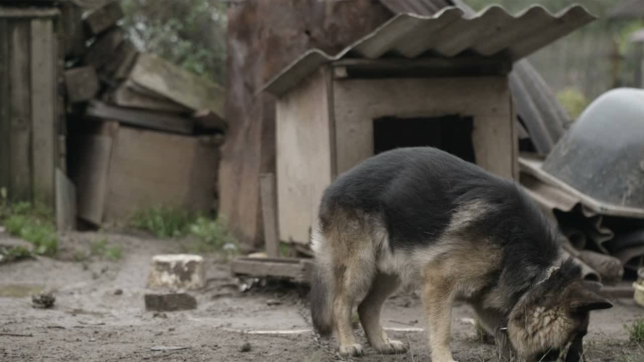 perro en una cadena atrapando comida