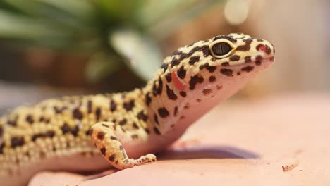 yellow and brown spotted leopard gecko