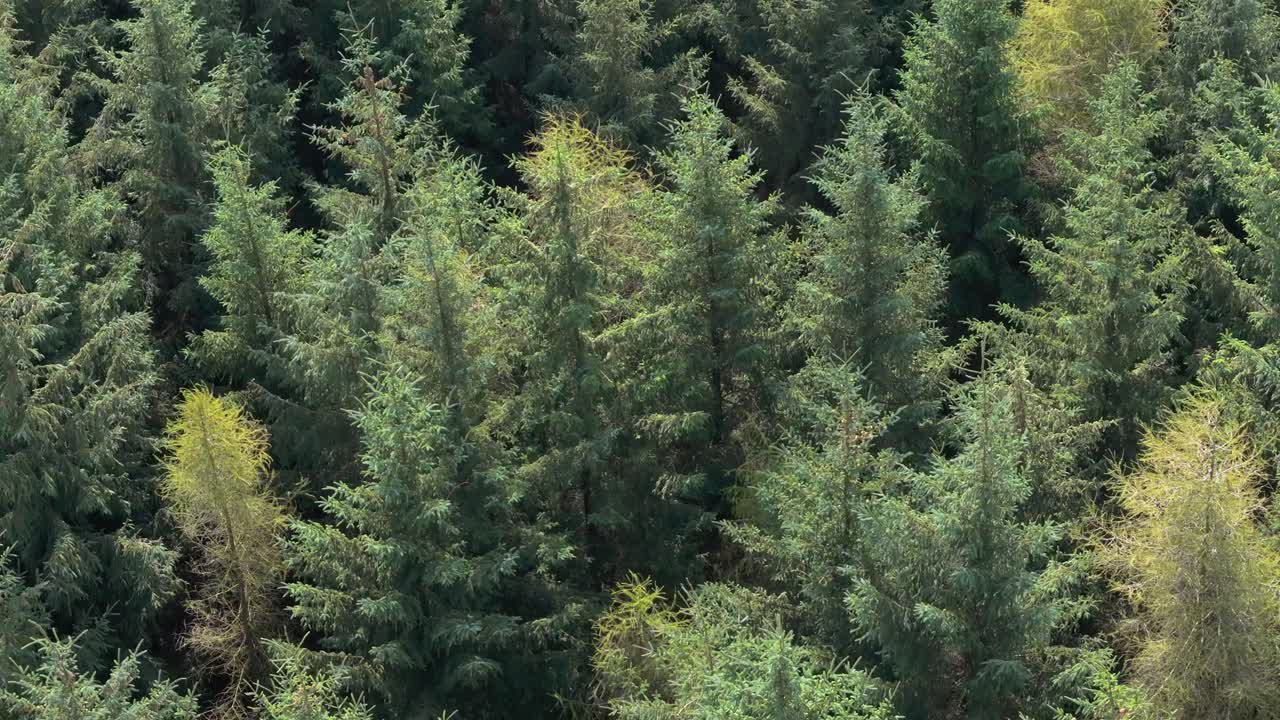 aerial footage of conifer spruce trees in a woodland habitat with green landscape trees swaying in the wind