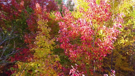 foliage of orange red green and yellow autumnal trees under sunlight aerial drone view