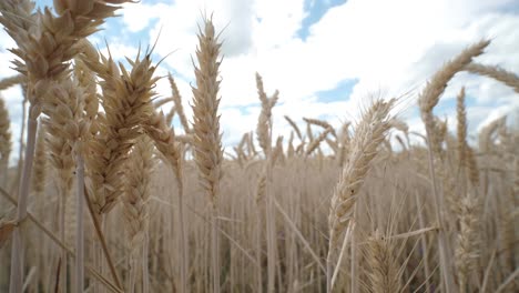 campo de trigo, orejas de trigo balanceándose por el viento suave. orejas doradas están balanceándose lentamente en el viento de cerca. vista del campo de trigo madurando en el día de verano. industria agrícola.