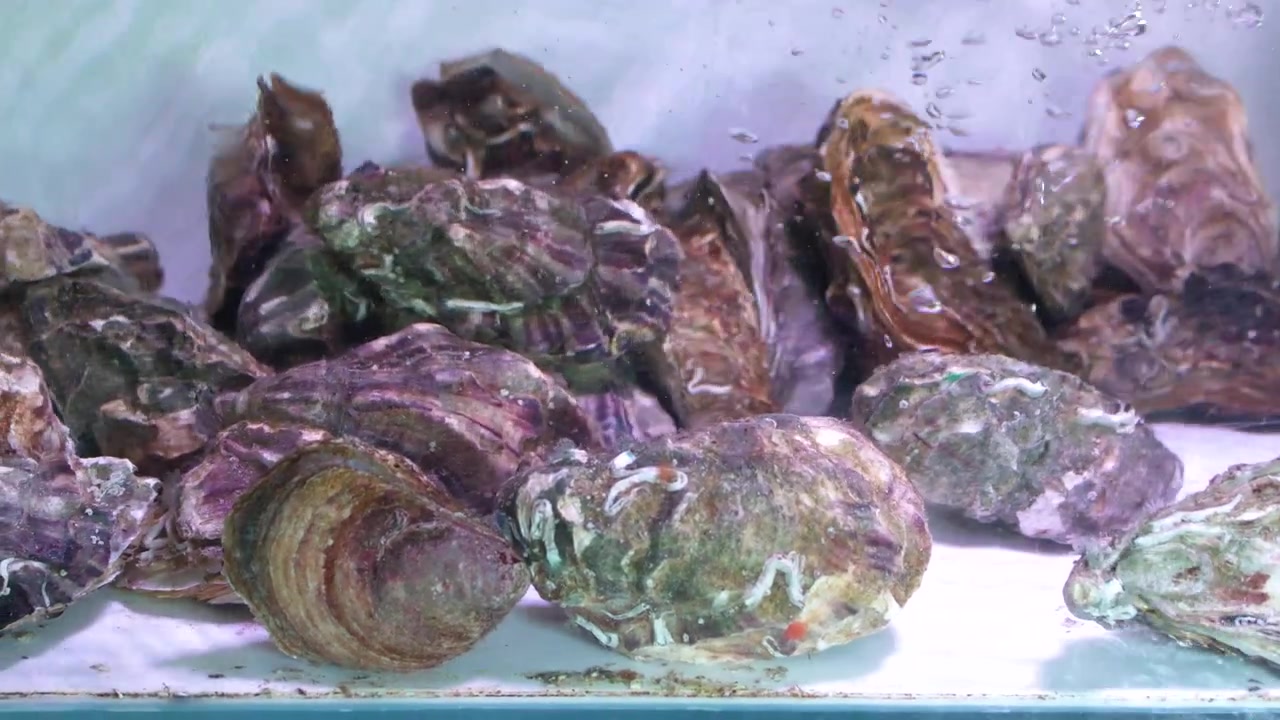 Static medium shot of live oysters submerged in a bubbling aquarium at a seafood market