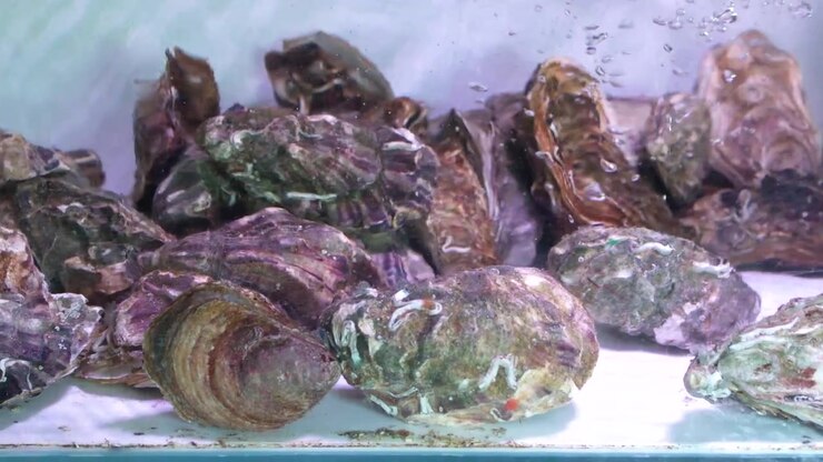 Static medium shot of live oysters submerged in a bubbling aquarium at a seafood market