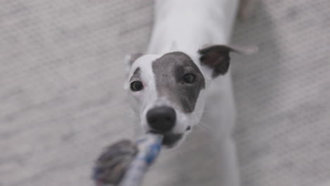 whippet dog playing in slwo motion