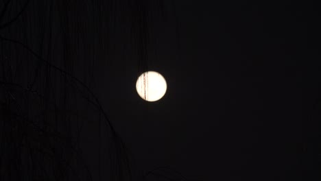 the silhouette of willow branches swaying in the wind with bright moon background at night, 4k footage, focused on the tree.