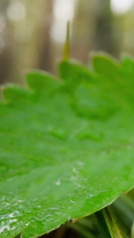 wet bright green woodland strawberry plant on lawn near trees. sun illuminates plant after rain. drops of water hang from leaves on blurred background