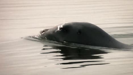 A-Bearded-Seal-Swims-And-Sits-Among-Icebergs-2010S