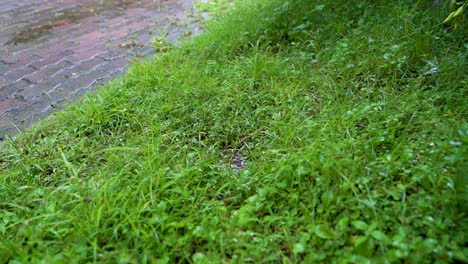 raindrops fall on lush green grass during tropical rain, indonesia, slow motion