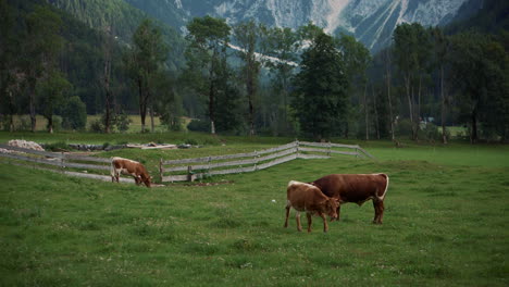 cows grazing in alpine meadow