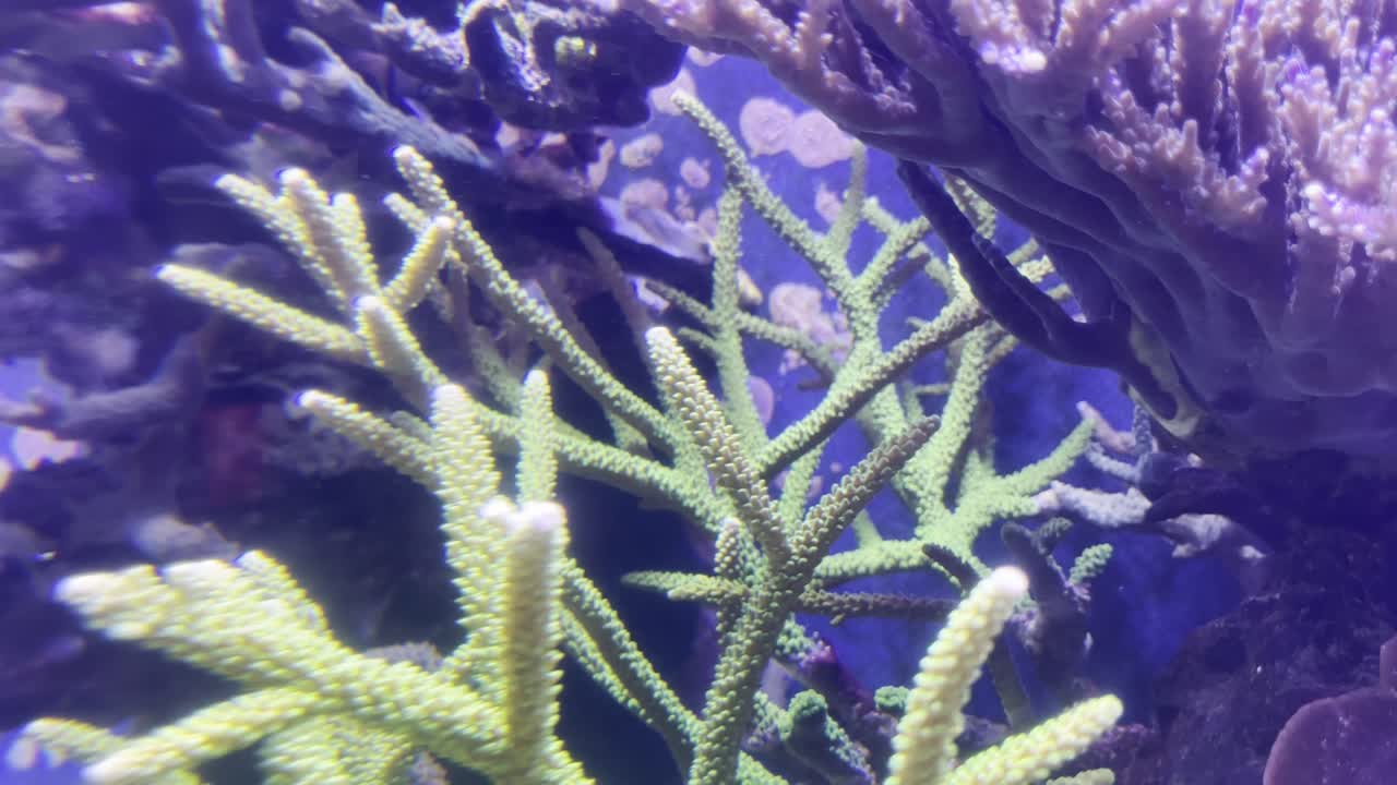 아름다운 색 ⁇ 의 수중 식물