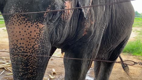 asian elephant behind a fence